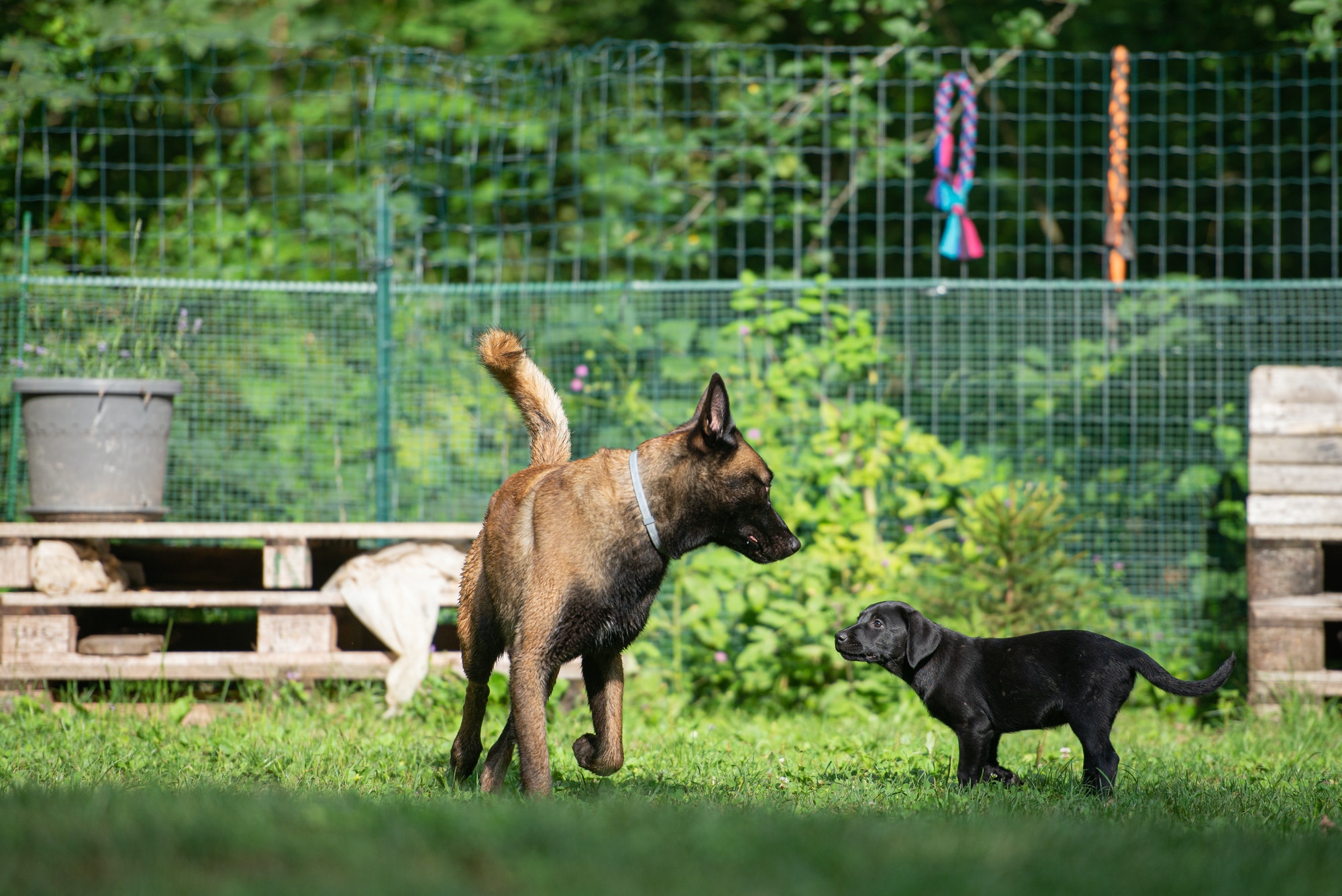 beautiful-grown-up-belgian-malinois-shepherd-dog-an-a-cute-black-labrador-retriever-puppy.jpg