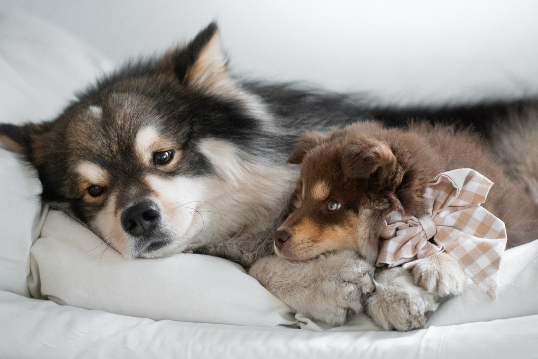 portrait-of-a-young-finnish-lapphund-dog-and-puppy-lying-in-bed-together-e1657703025174.jpg