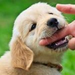 Puppy Bitting can Lead to Adult Biting