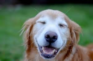 Senior dog smiling