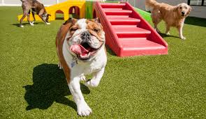 Doggy Daycare with Bulldog having fun