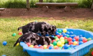 Dogs in a Pool with Balls