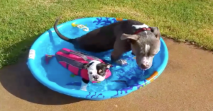 dogs-in-kid-pool
