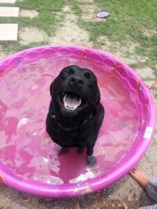 lab in pool