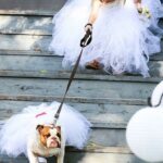 Female Dog Dress/Tutu Rental