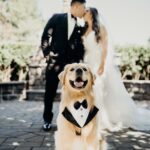 Male Dog Tuxedo Rental